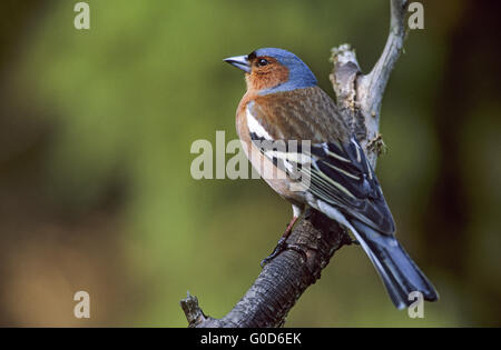 Chaffinch commun mâle adulte en plumage nuptial Banque D'Images