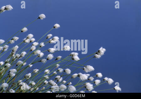 Tussock Cottongrass avec de l'eau dans l'arrière Banque D'Images