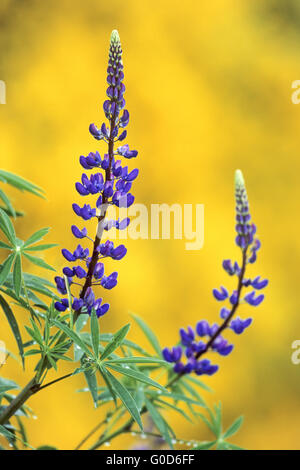 Lupin à grandes feuilles est arrivé en Grande-Bretagne dans les années 1820 Banque D'Images