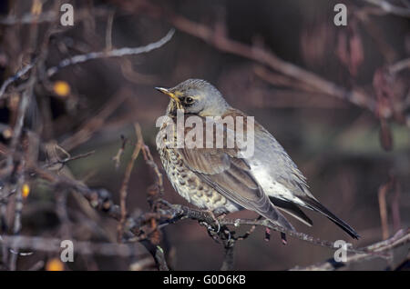 Les oiseaux adultes Fieldfare se trouve dans une haie Banque D'Images