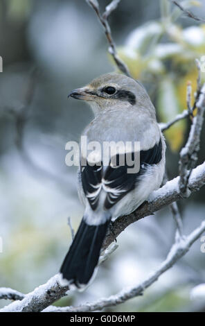 Pie-grièche grise oiseau juvénile se trouve dans un saule Banque D'Images