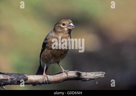 Colvert jeune est assis sur une branche Banque D'Images