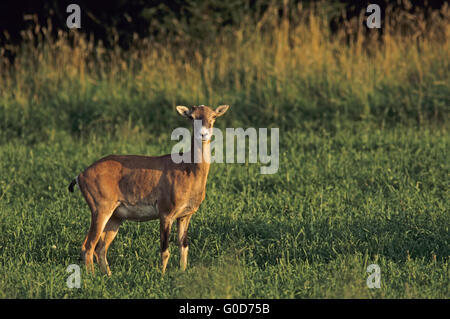 Brebis mouflon se trouve dans une forêt prairie Banque D'Images