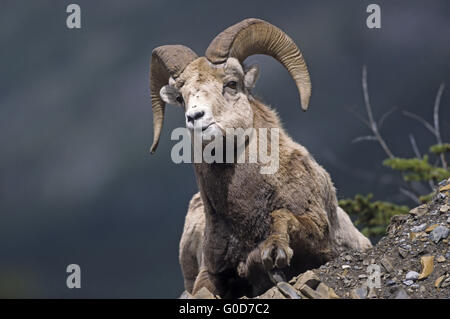 Mouflons ram repose sur un abri sous roche Banque D'Images