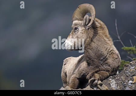 Mouflons ram repose sur un abri sous roche Banque D'Images