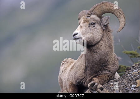 Mouflons ram repose sur un abri sous roche Banque D'Images