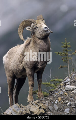 Ram de mouflons se dresse sur un abri sous roche Banque D'Images