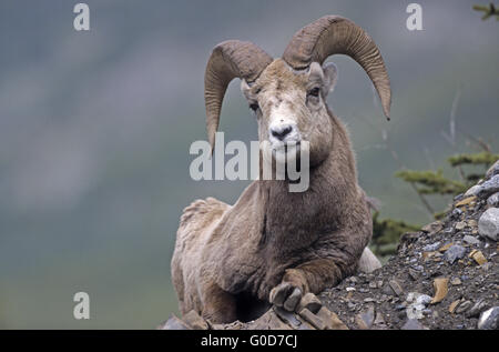 Mouflons ram repose sur un abri sous roche Banque D'Images