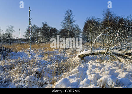 Bouleaux d'argent dans un paysage de neige-couvertes moor Banque D'Images