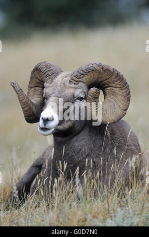 Portrait d'un mouflon ram Banque D'Images