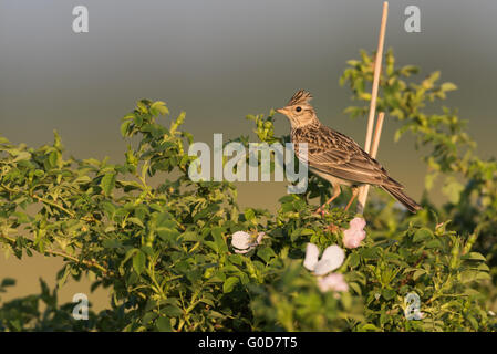 Crested lark Hongrie Banque D'Images