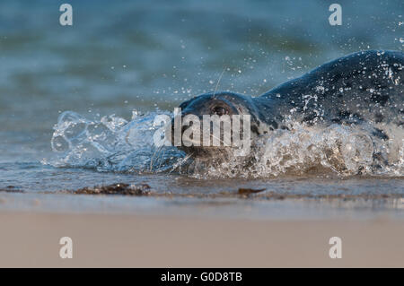 Joint gris Helgoland Banque D'Images