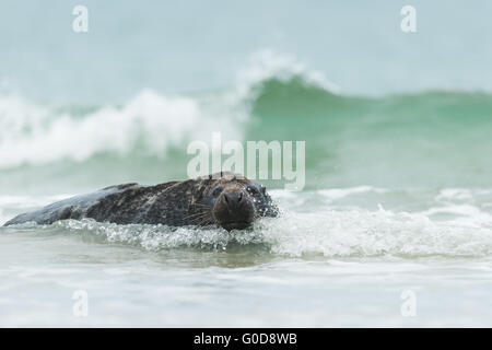 Joint gris Helgoland Banque D'Images