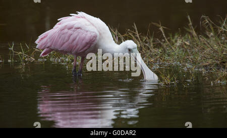 Roseate Spoonbill Banque D'Images