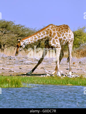 Potable girafe Banque D'Images