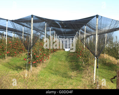 Verger de pommiers Banque D'Images