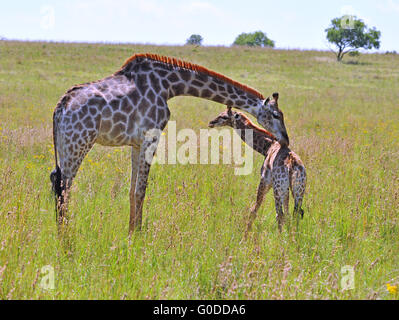 Girafe femelle en Afrique avec un veau. Banque D'Images
