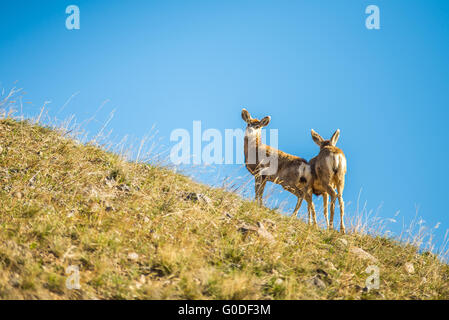 Deux jeunes deer standing on top of hill Banque D'Images