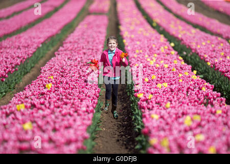 Lola Ward,8,la cueillette des tulipes dans un champ près de King's Lynn dans le Norfolk, le vendredi 8 avril, le dernier en Grande-Bretagne. bulbfield Banque D'Images