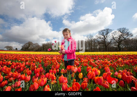 Lola Ward,8,la cueillette des tulipes dans un champ près de King's Lynn dans le Norfolk, le vendredi 8 avril, le dernier en Grande-Bretagne. bulbfield Banque D'Images