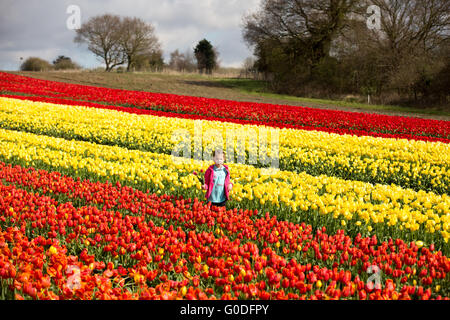 Lola Ward,8,la cueillette des tulipes dans un champ près de King's Lynn dans le Norfolk, le vendredi 8 avril, le dernier en Grande-Bretagne. bulbfield Banque D'Images