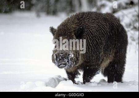 Le sanglier de la forêt en hiver tusker Banque D'Images