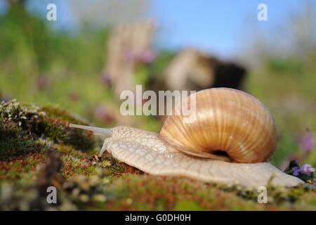 Circonscription d'escargot sur la mousse dans le jardin au printemps Banque D'Images