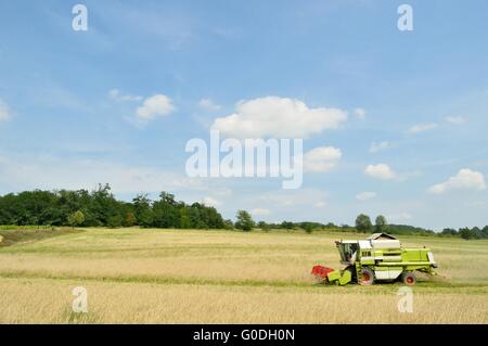 Moissonneuse-batteuse moderne dans le champ de blé pendant la récolte. photo agricole Banque D'Images