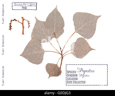 Herbier de pièces pressées de peuplier. Branche, feuilles et inflorescence isolé sur blanc. Banque D'Images