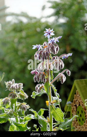 La bourrache (Borago officinalis), les fleurs et les bourgeons Banque D'Images