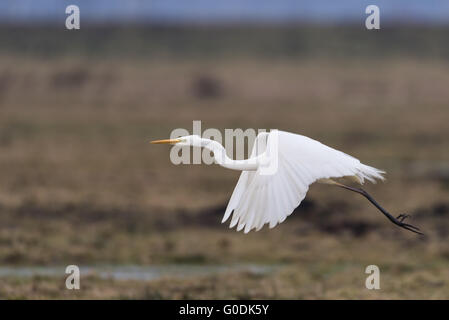 Grande Aigrette de Allemagne Banque D'Images