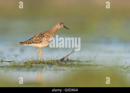 Ruff de Allemagne Banque D'Images