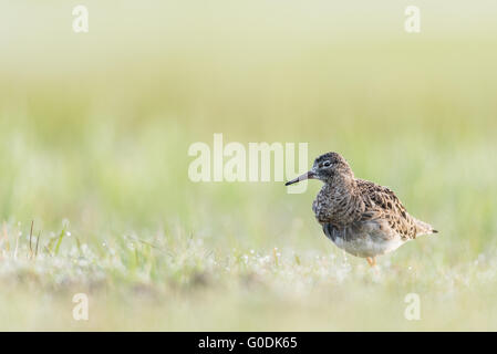 Ruff de Allemagne Banque D'Images