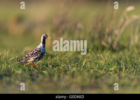 Ruff de Allemagne Banque D'Images