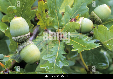Le chêne pédonculé leur fruit appelé glands Banque D'Images