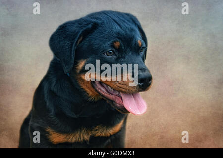 Chiot Rottweiler Banque D'Images