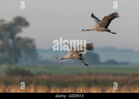 Grues Cendrées en Allemagne Banque D'Images