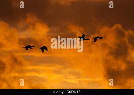 Grues Cendrées Allemagne Banque D'Images