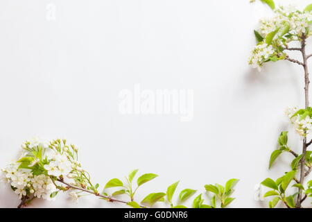 Belles fleurs de cerisier sur les branches sur un fond blanc Banque D'Images