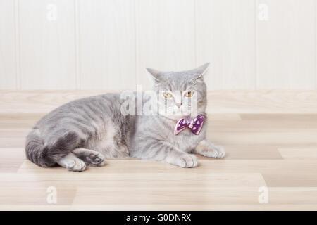 Chat rayé gris se trouve sur le sol avec un bel arc au cou Banque D'Images