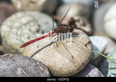 (Sympetrum vulgatum dard vagrant) Banque D'Images