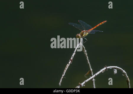 (Sympetrum vulgatum dard vagrant) Banque D'Images