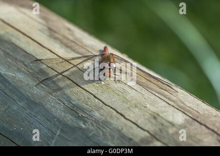 (Sympetrum vulgatum dard vagrant) Banque D'Images