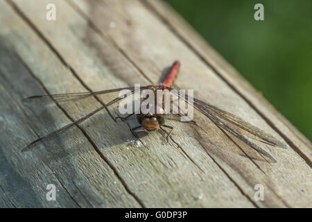 (Sympetrum vulgatum dard vagrant) Banque D'Images