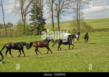 Les chevaux courent librement dans l'enclos Banque D'Images