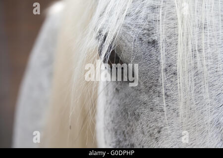 Oeil de chevaux Banque D'Images