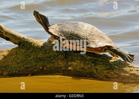 Tortue de l'Européenne Banque D'Images