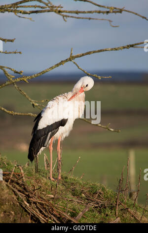 Cigogne blanche Ciconia ciconia ; seul le lissage ; Devon UK Banque D'Images