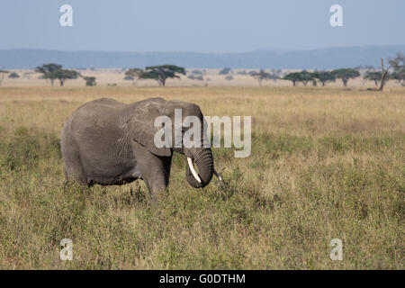 Un éléphant adultes animaux sur les plaines du Serengeti en Tanzanie. Banque D'Images