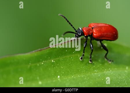 Scarlet lily beetle Banque D'Images